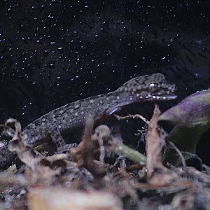 Semiadi's bent-toed gecko (Cyrtodactylus semiadii)