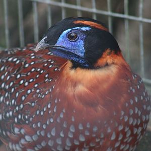 Temminck's Tragopan