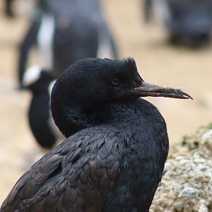 Bank Cormorant