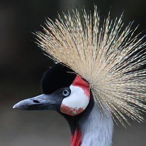East African Grey-crowned Crane