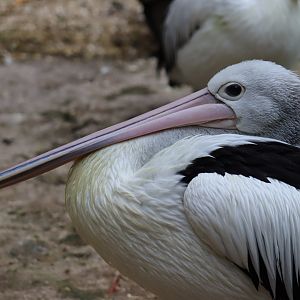 Australian Pelican
