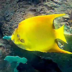 I think this is possibly a Queen Angelfish,  but can anyone confirm or if not identity?