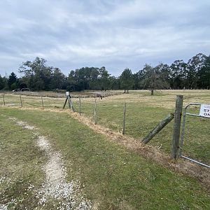 Zebra and springbok enclosure