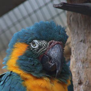 Blue-throated Macaw