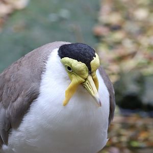 Masked Lapwing