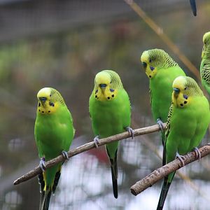 Budgerigar