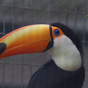 Toco Toucan