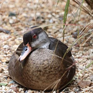 Red-crested Pochard?? Birdworld, 08/2025