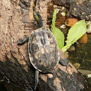 Turtle ID? Bronx Zoo - Jungleworld