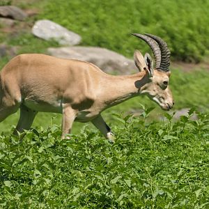 Nubian Ibex - Gelada Reserve