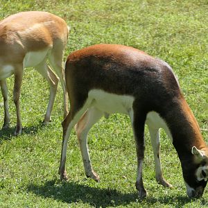 Blackbuck - Wild Asian Monorail