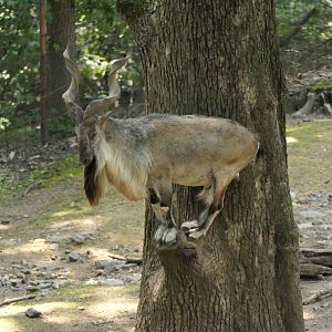 Markhor - Wild Asian Monorail