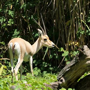 Slender-horned Gazelle - African Plains