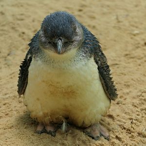 Little Penguin - Aquatic Bird House