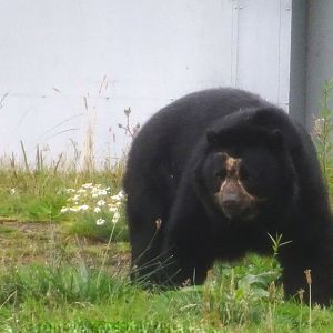 Male Andean Bear Knowsley Safari 3 August 2025