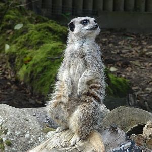 Knowsley Safari 3 August 2025