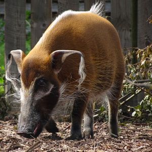 Knowsley Safari 3 August 2025