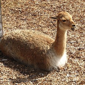 Knowsley Safari 3 August 2025