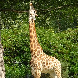 Knowsley Safari 3 August 2025