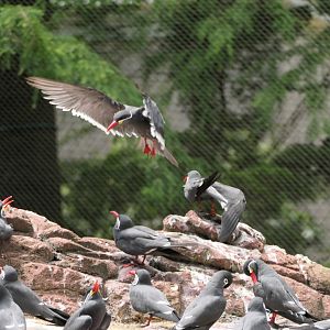 Inca Tern - Sea Bird Aviary