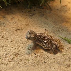 Shield-tailed Dwarf Agama - Reptile House
