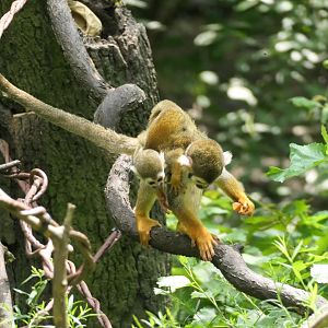 Common Squirrel Monkey - Children's Zoo
