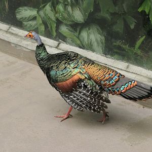 Ocellated Turkey - World of Birds