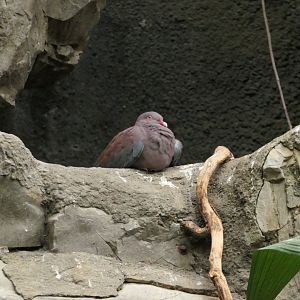 Peruvian Pigeon - World of Birds