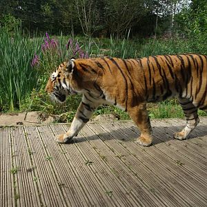 Knowsley Safari 3 August 2025