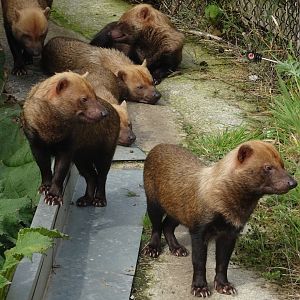 Knowsley Safari 3 August 2025