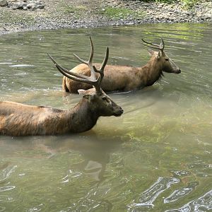 Pere David's Deer