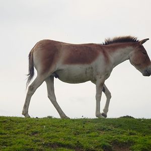 Knowsley Safari 3 August 2025