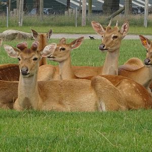 Knowsley Safari 3 August 2025