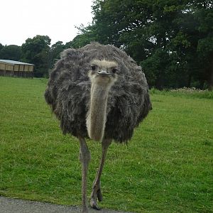 Knowsley Safari 3 August 2025