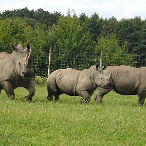 Knowsley Safari 3 August 2025