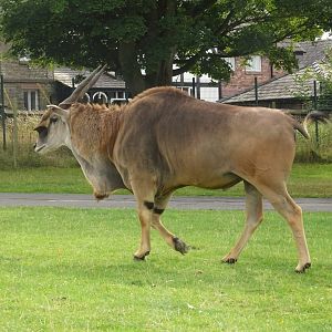 Knowsley Safari 3 August 2025