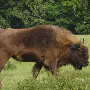 Knowsley Safari 3 August 2025