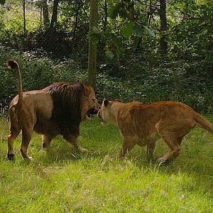 Knowsley Safari 3 August 2025