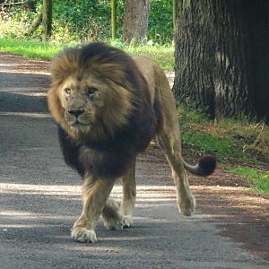 Knowsley Safari 3 August 2025