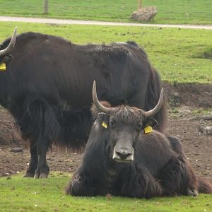 Knowsley Safari 3 August 2025