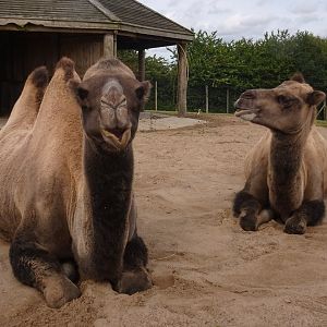 Knowsley Safari 3 August 2025