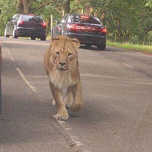 Knowsley Safari 3 August 2025