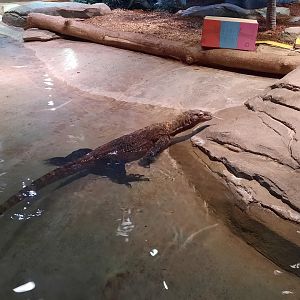 Jasper Taking a Swim