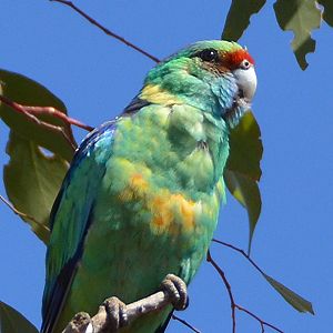 Australian ringneck parrot.