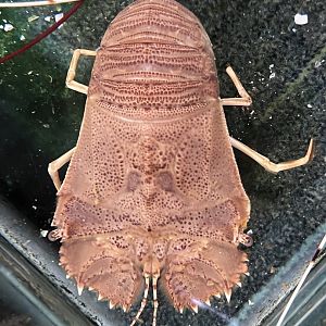 Slipper Lobster (Thenus orientalis)