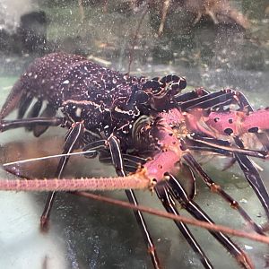 Long-legged Spiny Lobster (Panulirus longipes)