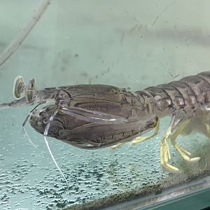 Rapacious Mantis Shrimp (Harpiosquilla harpax)