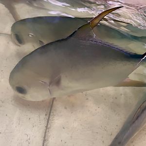 Snubnose Pompano (Trachinotus blochii)