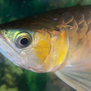Kalimantan Red Arowana (Scleropages legendrei)