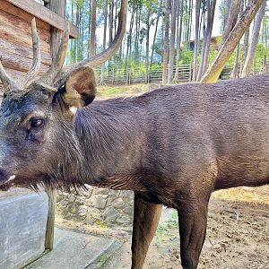 Sumatran Sambar (Rusa unicolor equina), Stag